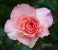 Meredith Bohls rose photo
