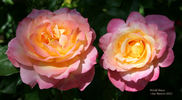 World Peace ™ rose photo