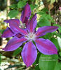 Anna Louise clematis photo