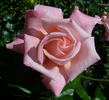 Emma May rose photo