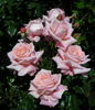 Emma May rose photo