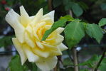 Elegance rose photo