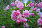Schöne von Holstein rose photo