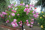Schöne von Holstein rose photo