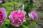 Dr. O'Donel Browne rose photo