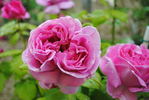 Dr. O'Donel Browne rose photo