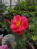 Jerry-O rose photo