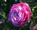 Cento Qaranta rose photo