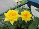 Golden Piccolo rose photo
