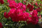 Ferdinand Roussel rose photo