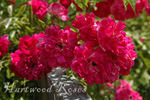 Ferdinand Roussel rose photo