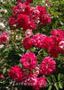 Ferdinand Roussel rose photo
