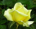 Hopie Girl rose photo