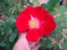 C4103 rose photo