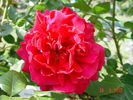 Böhm Senior rose photo