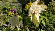 Albina Plena clematis photo