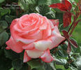 Sheer Elegance ™ rose photo