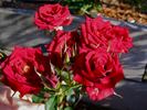 Salute ™ rose photo