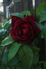 Oklahoma, Cl. rose photo
