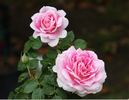 Dahlia Rose rose photo