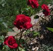 Daddy Frank rose photo