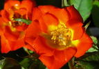 Mighty Moe rose photo