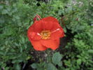Jim Lounsbery rose photo