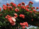 Margo Koster, Cl. rose photo
