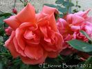 Madame Edouard Herriot, Cl. rose photo