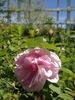 Prudence Roeser rose photo