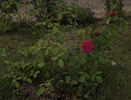 Deuil de Dr. Reynaud rose photo