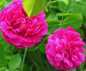 Deuil de Dr. Reynaud rose photo