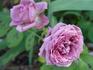 Amy Vanderbilt rose photo