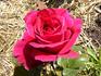 Charlotte Rampling ® rose photo