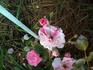 Astrid Späth Striped rose photo