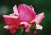 Bountiful rose photo