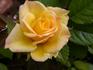 Providence ™ rose photo