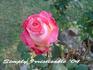 Simply Irresistible rose photo
