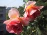 Canterbury rose photo