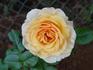 Camisole™ rose photo