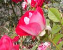 Merlot rose photo