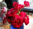 Merlot rose photo