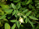 0-47-19DLFED rose photo