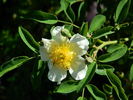 0-47-19DLFED rose photo