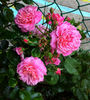 Dan Poncet ® rose photo