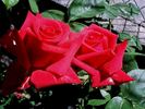 Bad Nauheim rose photo