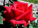 Bad Nauheim rose photo