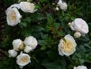 Greenland™ Love Forever® rose photo