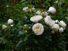 Greenland™ Love Forever® rose photo