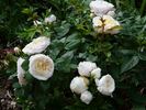 Greenland™ Love Forever® rose photo